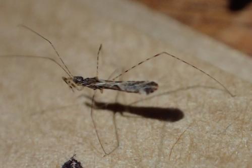 Réf. 201 816 : Empicoris sp.